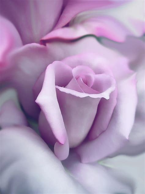 Total Imagem Lavender Rose Background Thcshoanghoatham Badinh Edu Vn