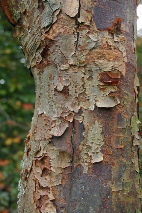 Peeling Bark On Tree Stock Photo Image Of Tree Background 101044844