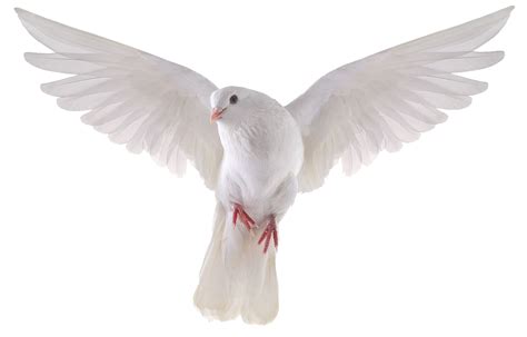 Dove Picture Png Transparent Background Free Download 41740