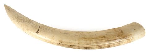 Mammoth , mammoth with giant tusks transparent background png clipart. Ivory tusk clipart 20 free Cliparts | Download images on ...