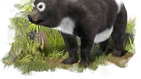 Oldest Panda Fossils Found In Surprising Place Fox News