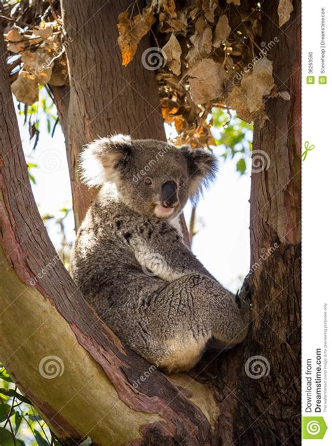 Close Up Of Koala Bear In Tree Stock Photo Image Of Outdoors Vertical 36263590