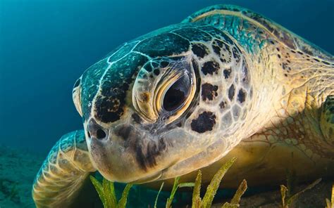 Sea Turtle Wallpapers Wallpaper Cave