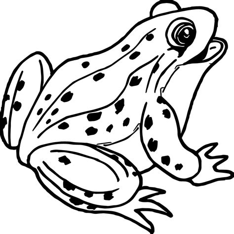 Realistic Frog Coloring Pages Free Download On Clipartmag