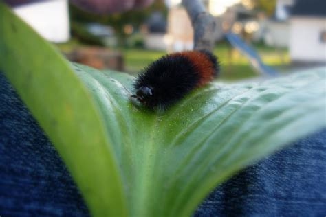 Artsybe Fuzzy Little Caterpillar