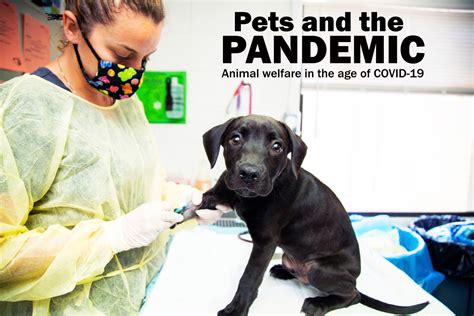 Pets And The Pandemic Animal Welfare In The Age Of Covid