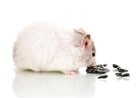 Premium Photo Cute Hamster Eating Sunflower Seeds Isolated White