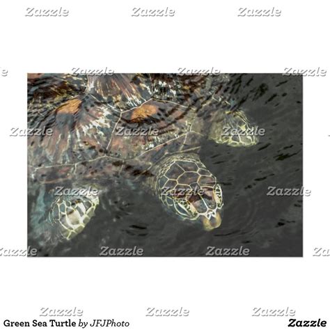 Green Sea Turtle Poster Green Sea Turtle Posters And