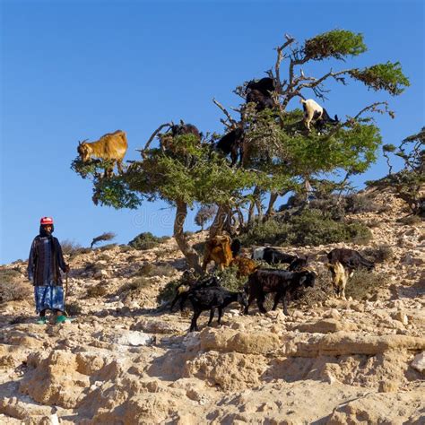 Capre Negli Animali Del Marocco Dellalbero Dellargania Spinosa