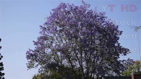 What kind of tree has a purple leaf? Large Jacaranda Tree in Full Bloom w/ Blossoming Purple ...