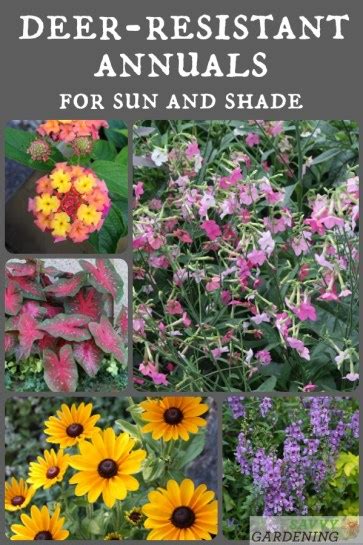 Deer Resistant Annuals Colorful Choices For Sun And Shade