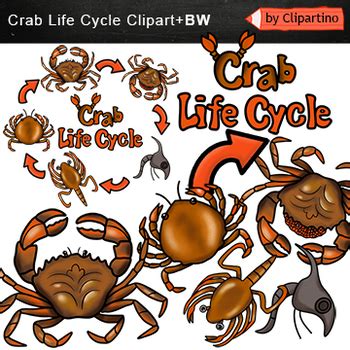 Crab Life Cycle Clipart By Clipartino Teachers Pay Teachers