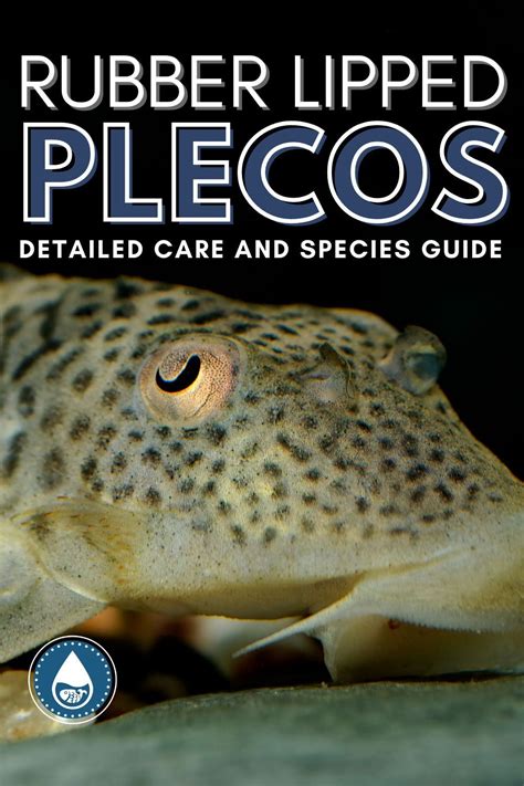 Rubber Lipped Plecos Detailed Care And Species Guide Rubber Lips