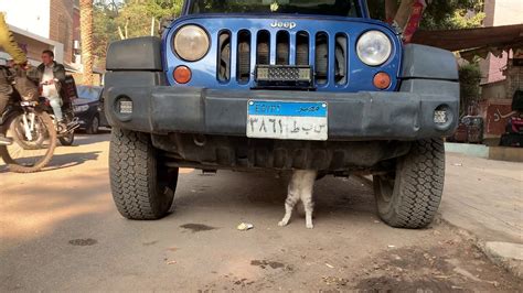 Cat Trying To Fix His Jeep Wrangler Youtube