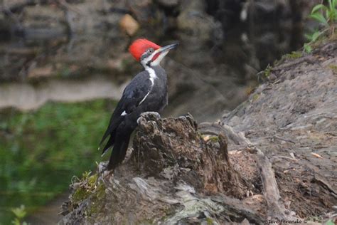 Natural World Through My Camera Pileated Woodpecker A Rare Opportunity