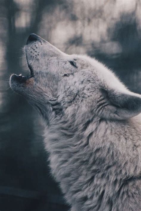 Pin By Laura Rogers On Anımals World Wolf Howling Wolf Photography