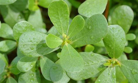 Purslane Is A Super Plant That Holds The Key To Drought Resistant