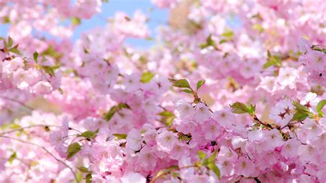 壁紙 さくら、ピンクの花、春、開花 3840x2160 Uhd 4k 無料のデスクトップの背景 画像