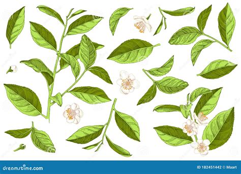 Hand Drawn Set Of Tea Plant Branches Leaves And Flowers Stock Vector