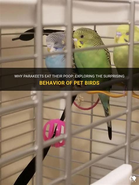 Why Parakeets Eat Their Poop Exploring The Surprising Behavior Of Pet