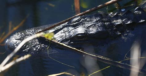 Thousands Of Nuisance Alligators Removed In Florida