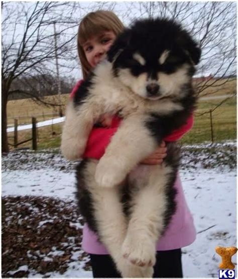 Giant Alaskan Malamute Black And White Pets Lovers