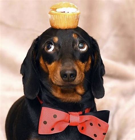 This Cute Little Sausage Can Balance Anything On His Head Cuteness