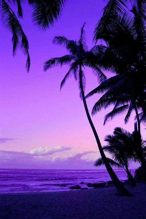 Palm Tree Purple Sunset Beautiful Landscapes Beautiful Sunset