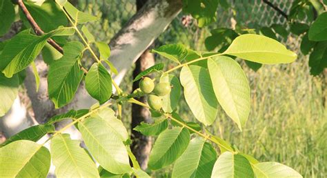 Black Walnut Leaf American Botanicals