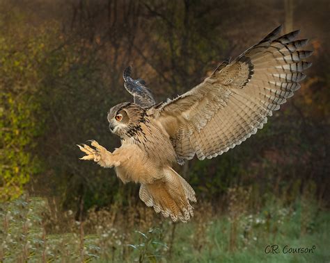 Swooping In Eurasian Eagle Owl Chuck Courson Flickr