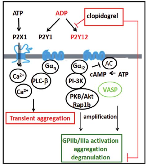 Clear explanations of natural written and spoken english. Thrombocyte P2Y receptors and their role in ADP mediated ...