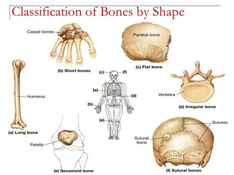 Types Of Bones Histological Features Of Compact Bone And Cancellous Bone Science Online