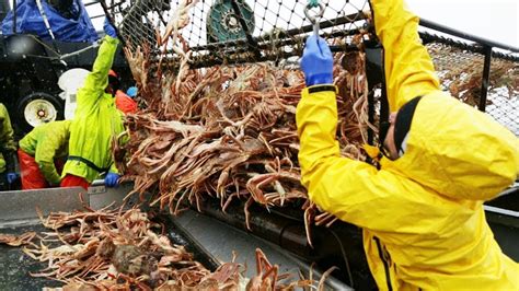 Awesome Snow Crab Fishing On The Sea Big Catch King Crab Trap Under