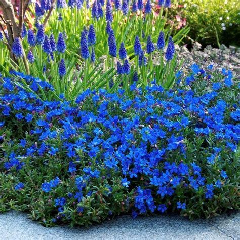 25 X Lithodora Diffusa Heavenly Blue Parelkruid In 9x9cm