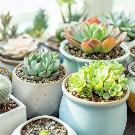Must-know tips for watering succulents in 2020