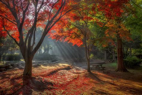 Autumn Morning By C1113 500px Forest Wallpaper Cool Wallpaper