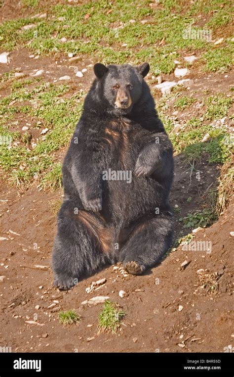 A Black Bear Sitting Stock Photo Alamy