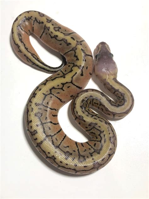 Beautiful Lemonblast Ball Python By Cold Blooded Curiosities Morphmarket