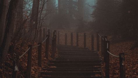 Download Wallpaper 2560x1440 Stairs Steps Forest Trees Haze Fog