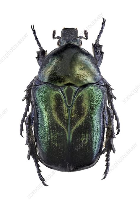 Flower Chafer Stock Image C0237973 Science Photo Library