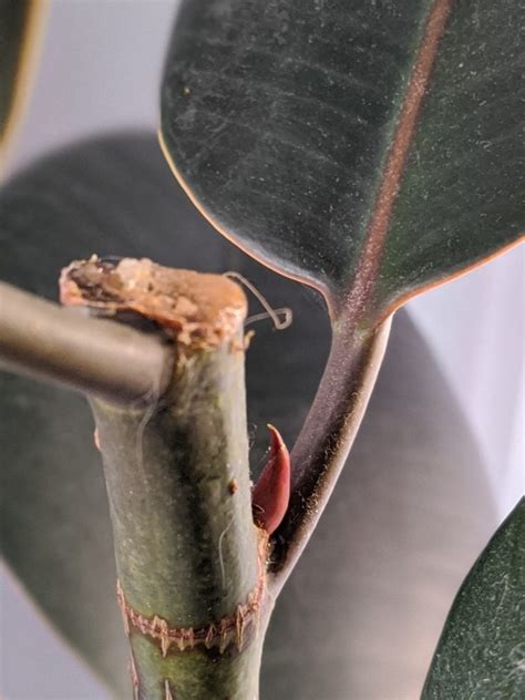 How To Care For A Rubber Plant Rubber Tree Care
