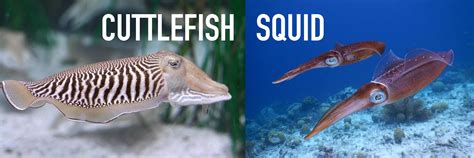 Cuttlefish Vs Squid Factsandhistory