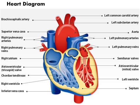 0514 Heart Human Anatomy Medical Images For Powerpoint Powerpoint