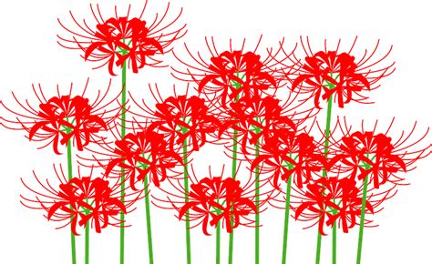Red Spider Lily Png Png Image Collection