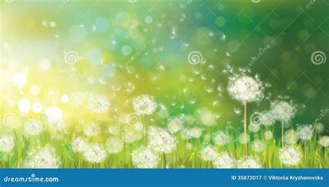 Vector Of Spring Background With White Dandelions Stock Vector