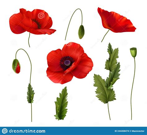Red Bloom Poppies Flowers Realistic Set Stock Vector Illustration Of