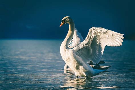 Bird Swan Spreading Wings In Body Of Water Swan Image Free Photo
