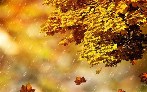 Fall Rain Shower Hd Desktop Wallpaper Widescreen High