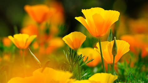 4k Yellow Flowers Wallpapers High Quality Download Free