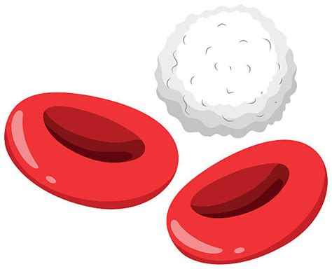 White Blood Cells Clipart 10 Free Cliparts Download Images On